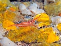 Croatia Diving: Shrimp on coral